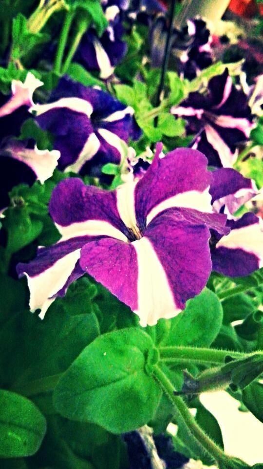 CLOSE-UP OF PLANT GROWING ON PLANT