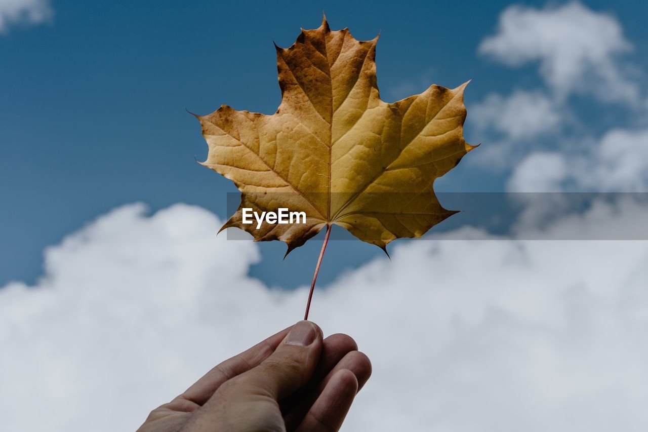 Close-up of person holding maple leaf against sky 