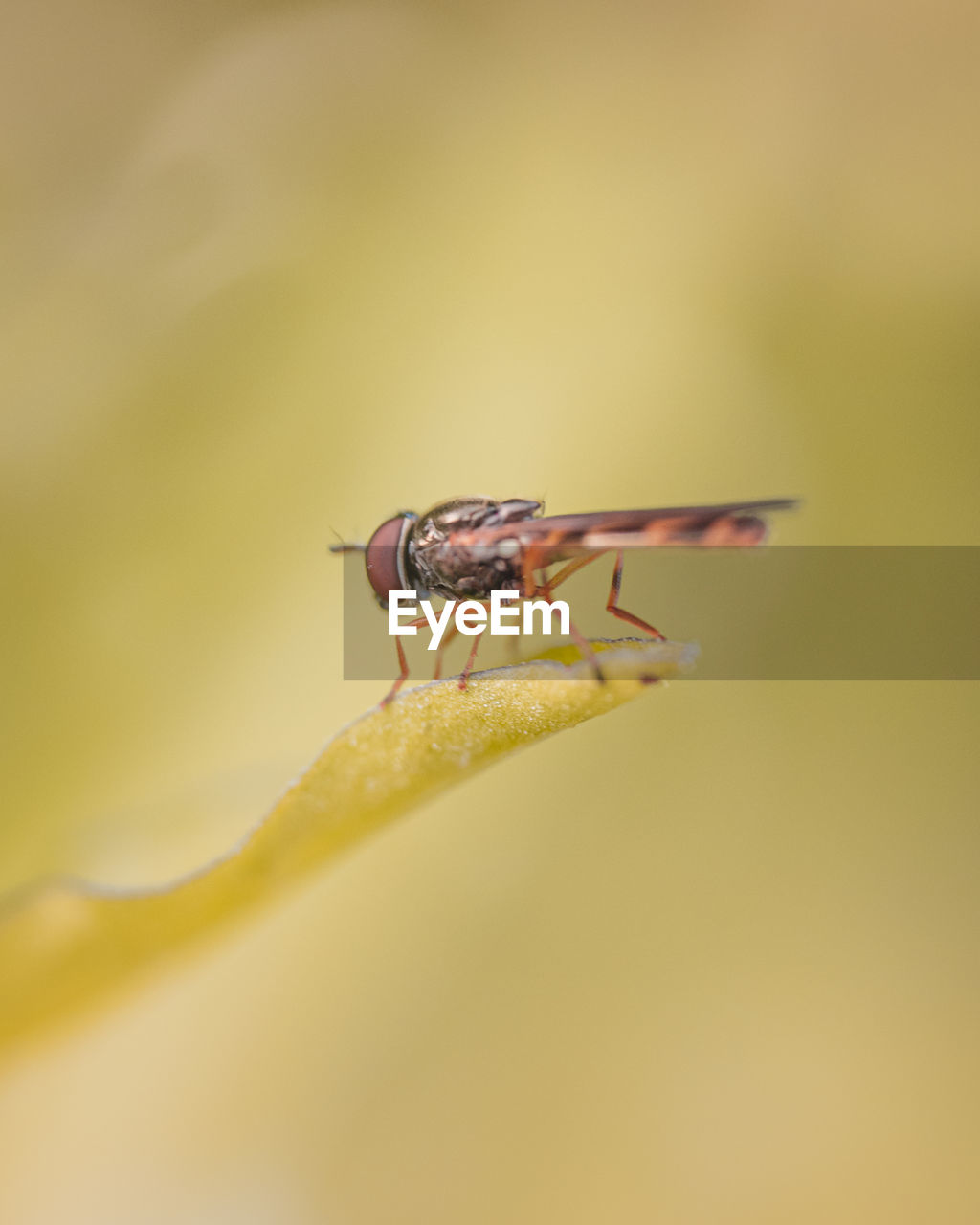 CLOSE-UP OF FLY