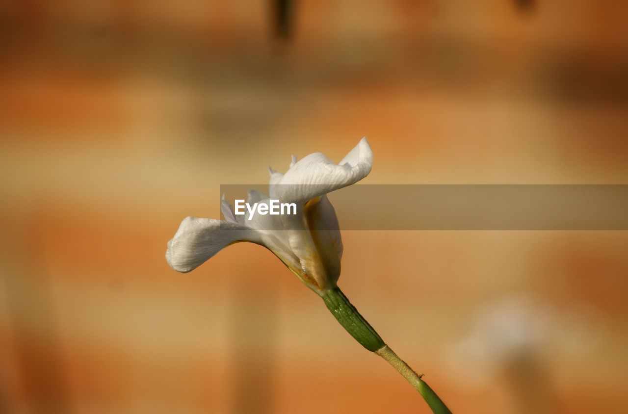 Close-up of white flower