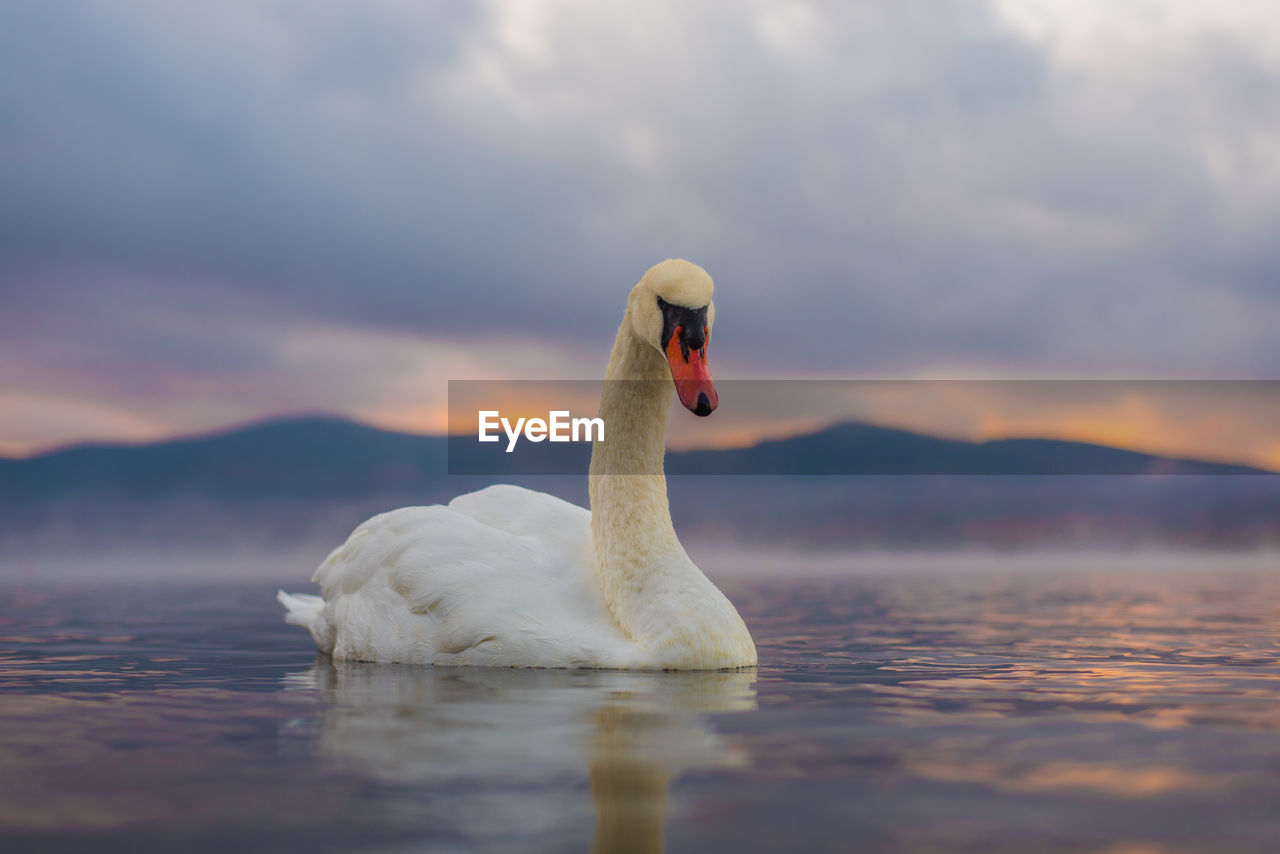Swan swimming on lake against cloudy sky during sunset