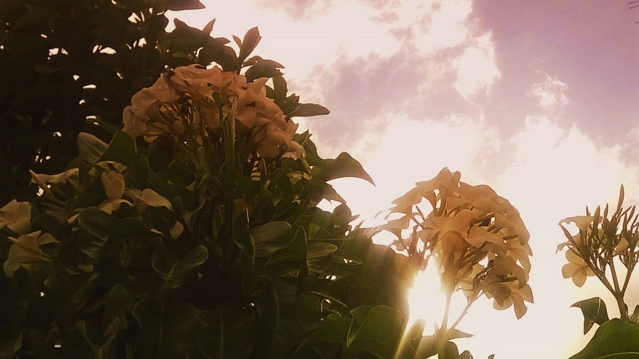 CLOSE-UP OF TREE AGAINST SKY