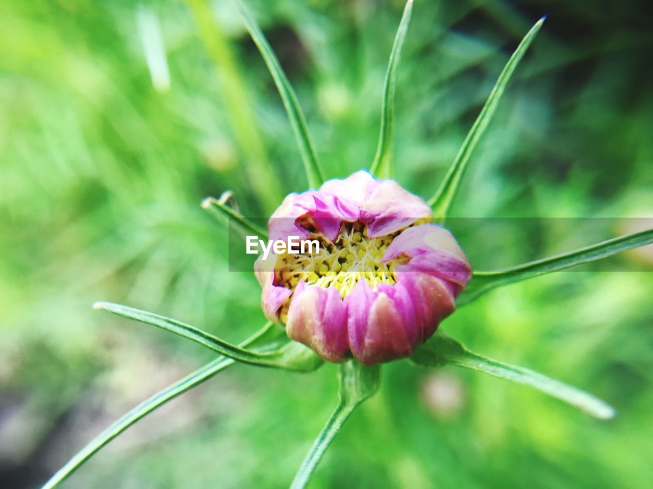 CLOSE-UP OF PINK FLOWER