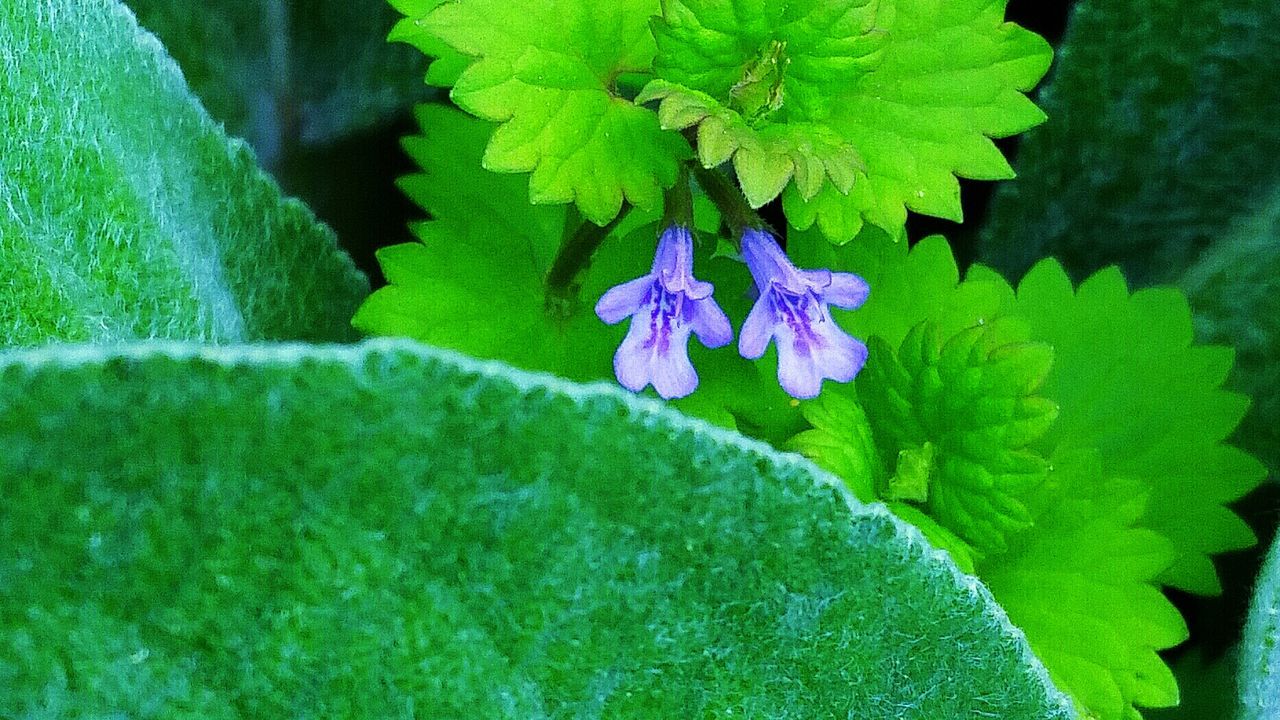 CLOSE-UP OF PURPLE FLOWERS BLOOMING