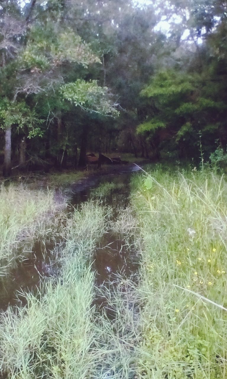 CLOSE-UP OF GRASS IN FOREST