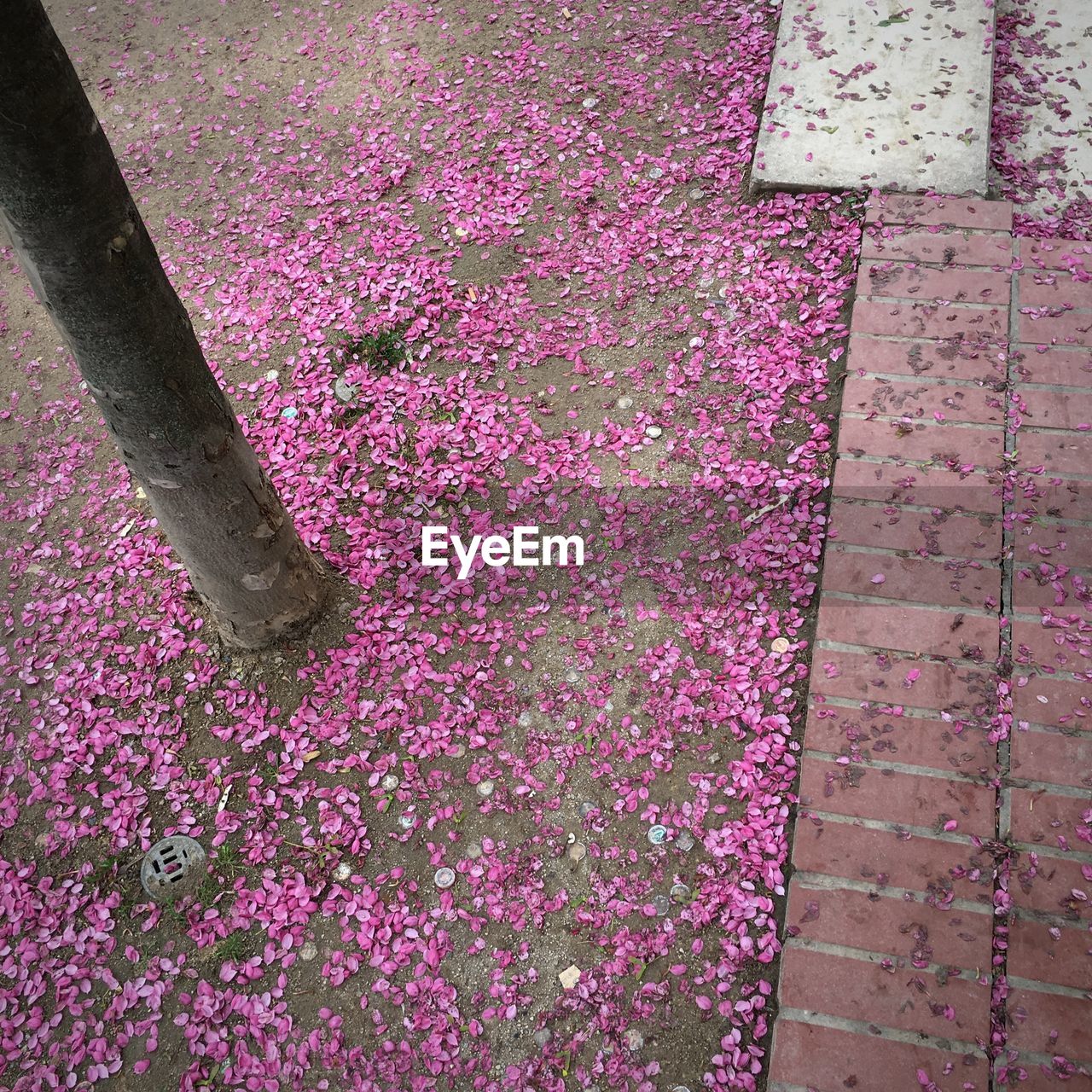 HIGH ANGLE VIEW OF PINK FLOWER PETALS