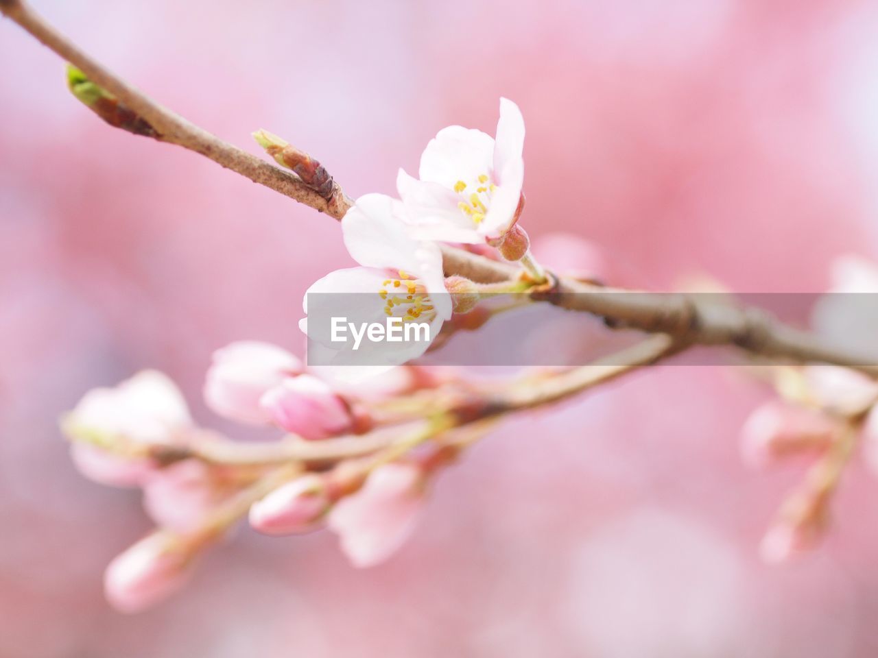 CLOSE-UP OF PINK CHERRY BLOSSOM