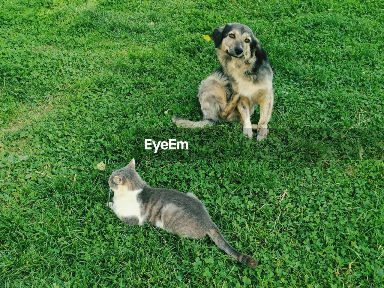 HIGH ANGLE VIEW OF DOGS ON GRASSY FIELD