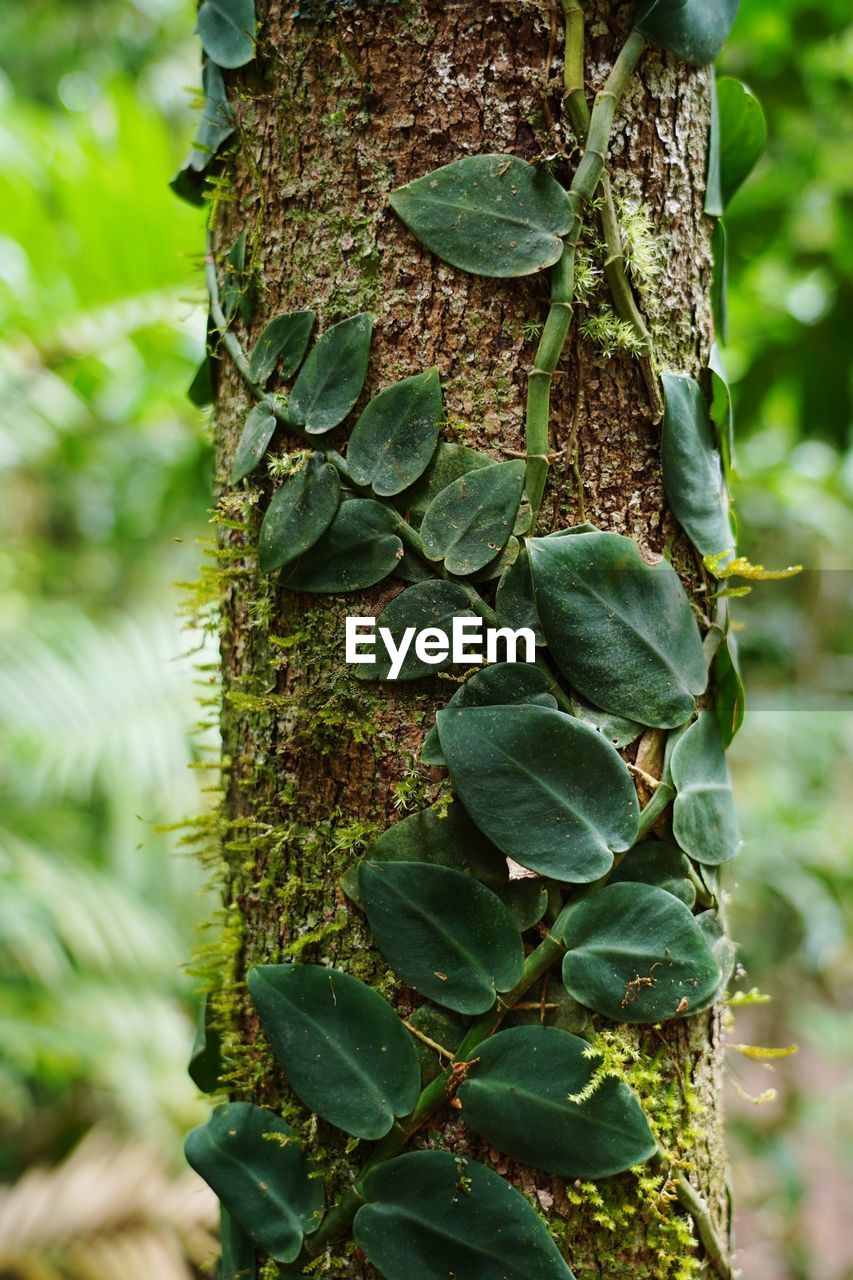 CLOSE-UP OF IVY GROWING ON TREE