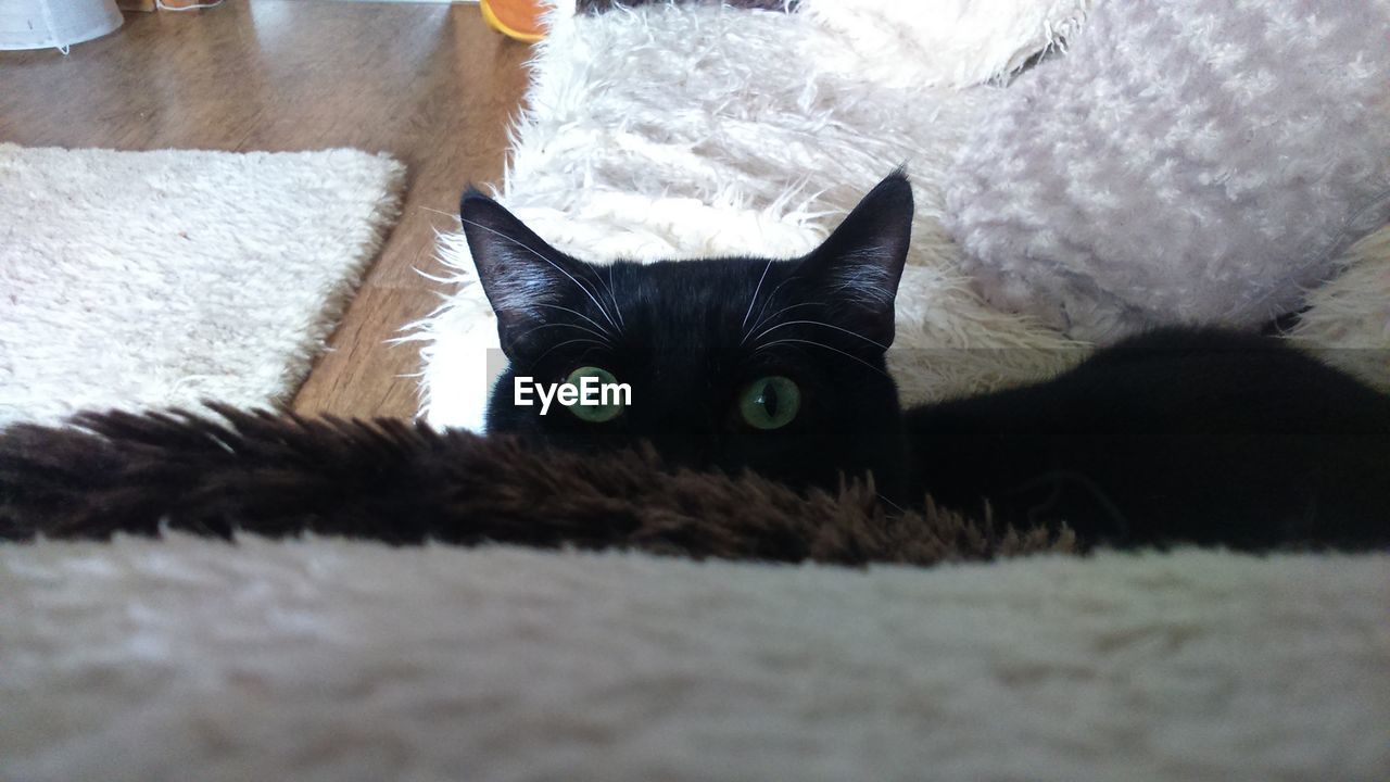 Close-up portrait of cat on sofa at home