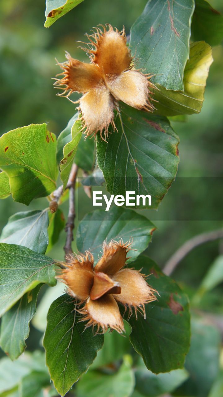 Close-up of plants against blurred background