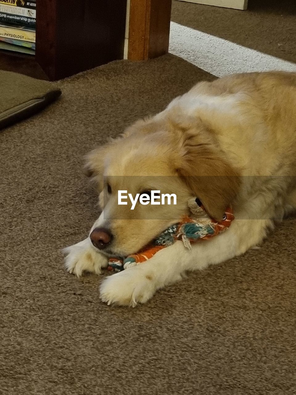 HIGH ANGLE VIEW OF DOG LYING DOWN ON CARPET