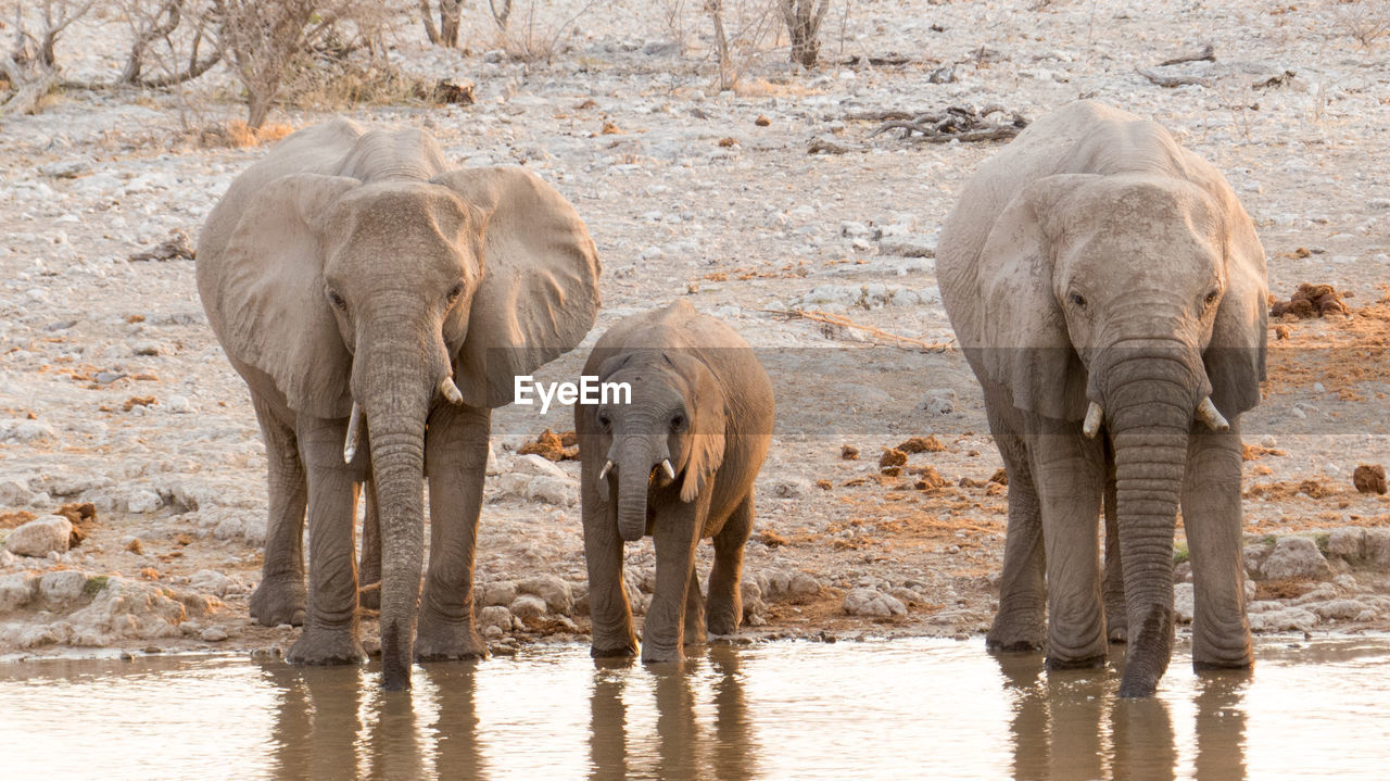 African elephants standing at lakeshore