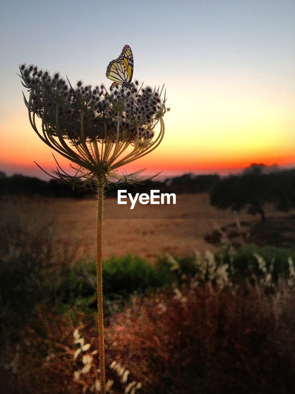 Close-up of butterfly on flower against sky during sunset