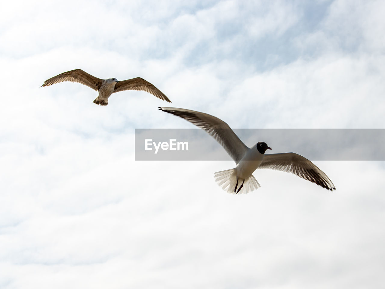 Low angle view of seagull flying