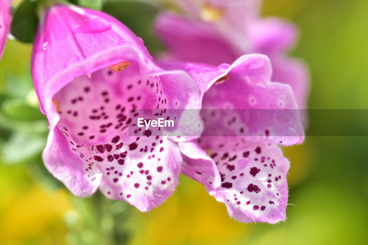 plant, flower, beauty in nature, macro photography, flowering plant, pink, freshness, close-up, nature, blossom, petal, growth, fragility, digitalis, flower head, no people, inflorescence, purple, focus on foreground, outdoors, wildflower, springtime, spotted, orchid, summer, environment, pollen, water, vibrant color, macro, selective focus