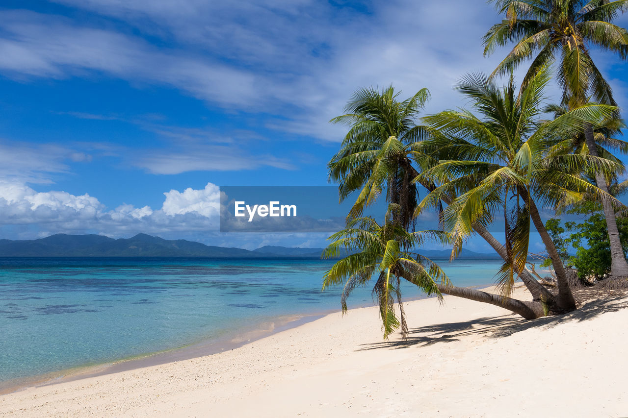 Palm trees on beach against sky