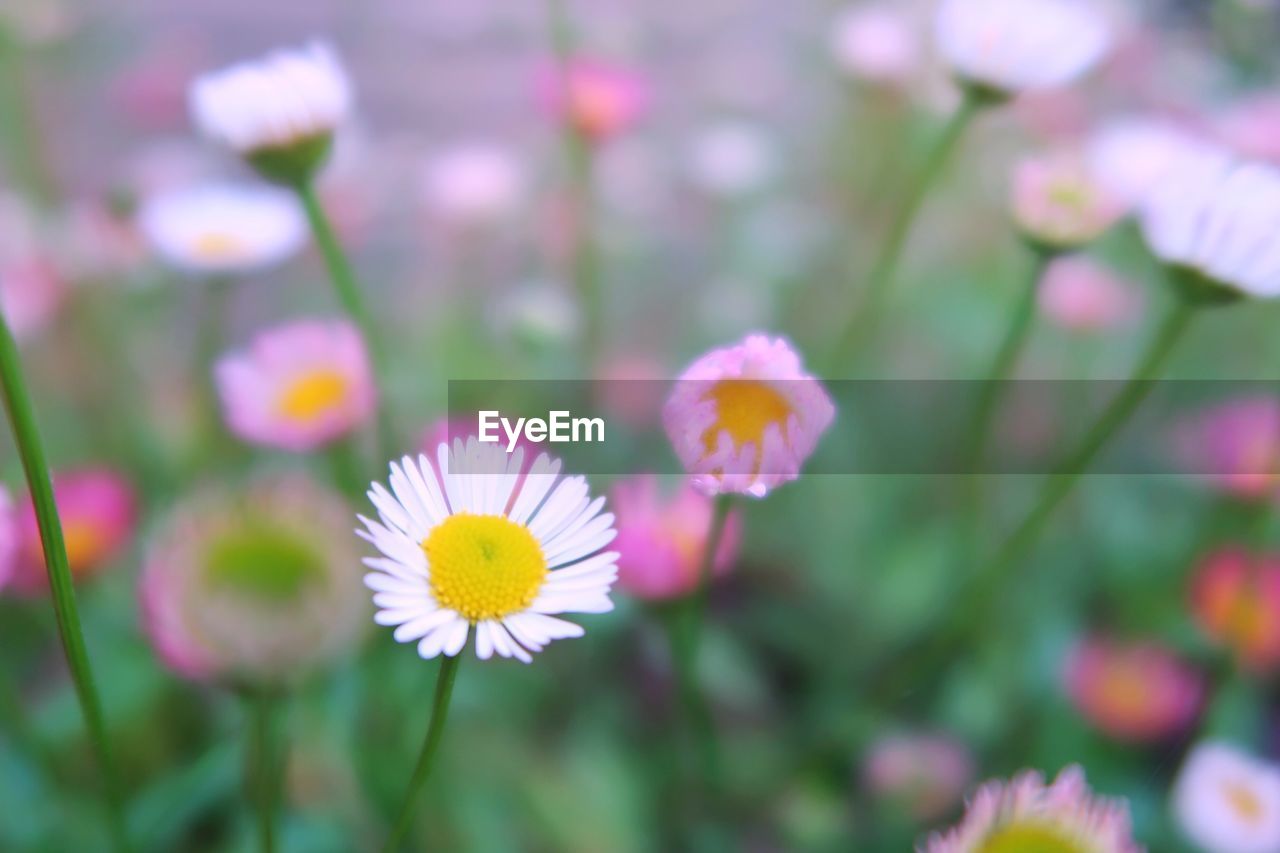 CLOSE-UP OF FLOWERS BLOOMING