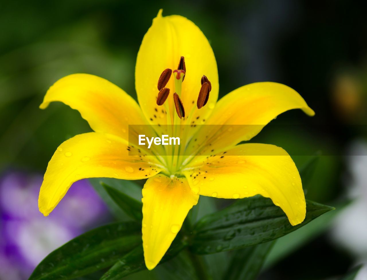 CLOSE-UP OF YELLOW HIBISCUS FLOWER