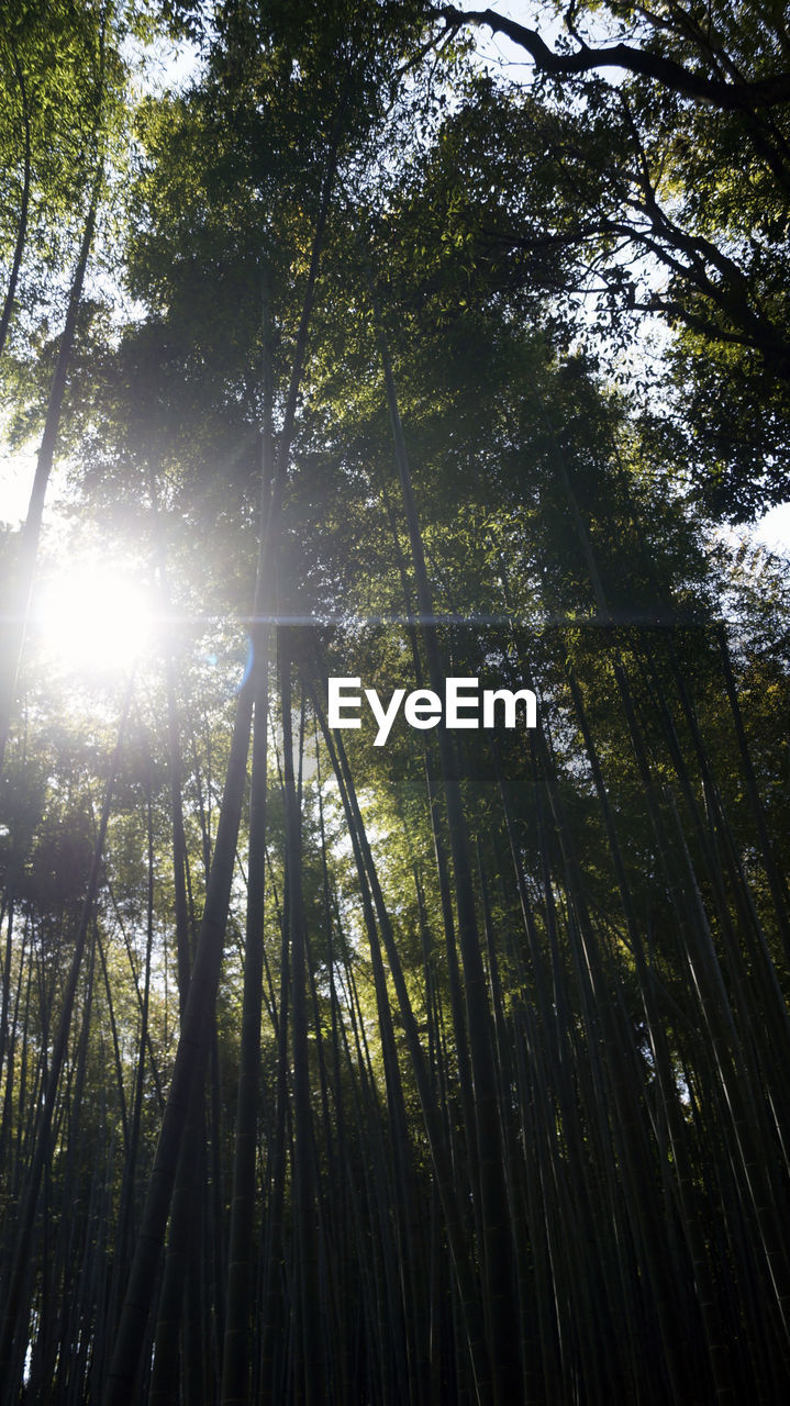 LOW ANGLE VIEW OF BAMBOO TREE IN FOREST AGAINST SKY