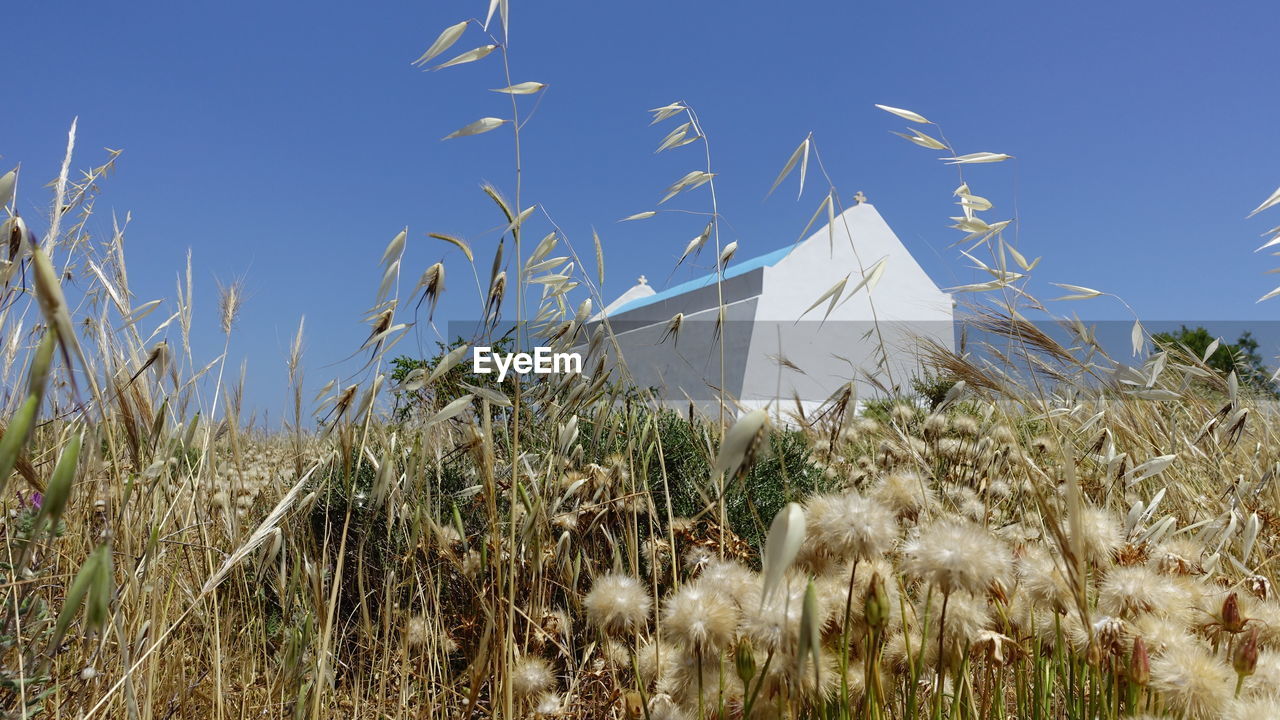 LOW ANGLE VIEW OF PLANTS AGAINST CLEAR SKY