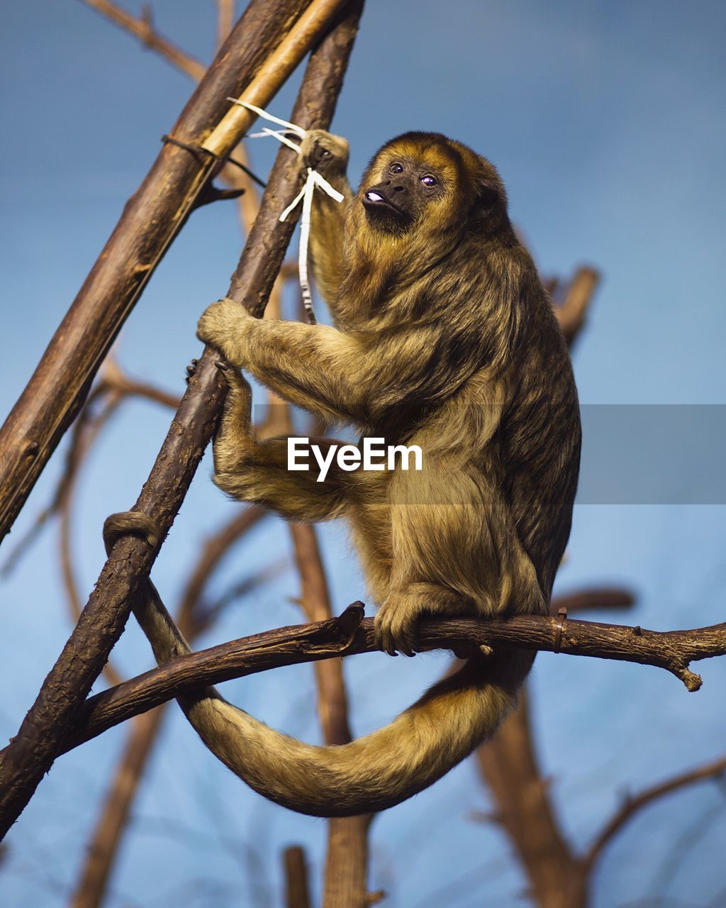 LOW ANGLE VIEW OF OWL PERCHING ON BRANCH