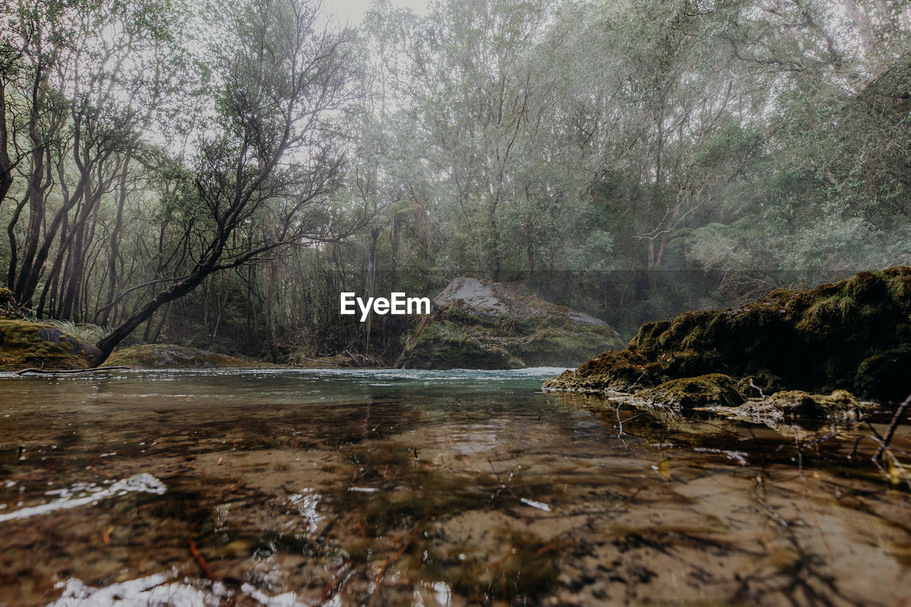 SCENIC VIEW OF RIVER FLOWING THROUGH FOREST