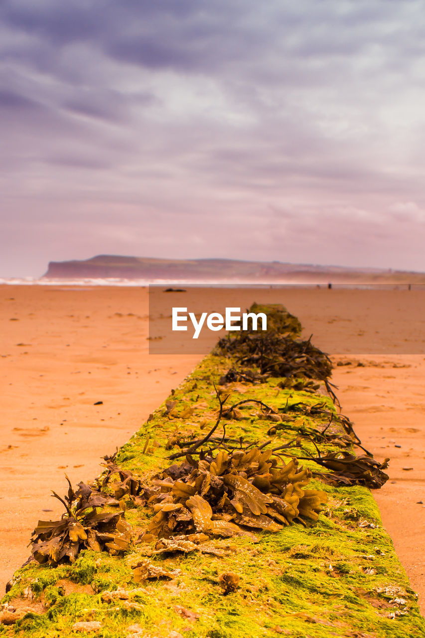 SCENIC VIEW OF SANDY BEACH AGAINST SKY