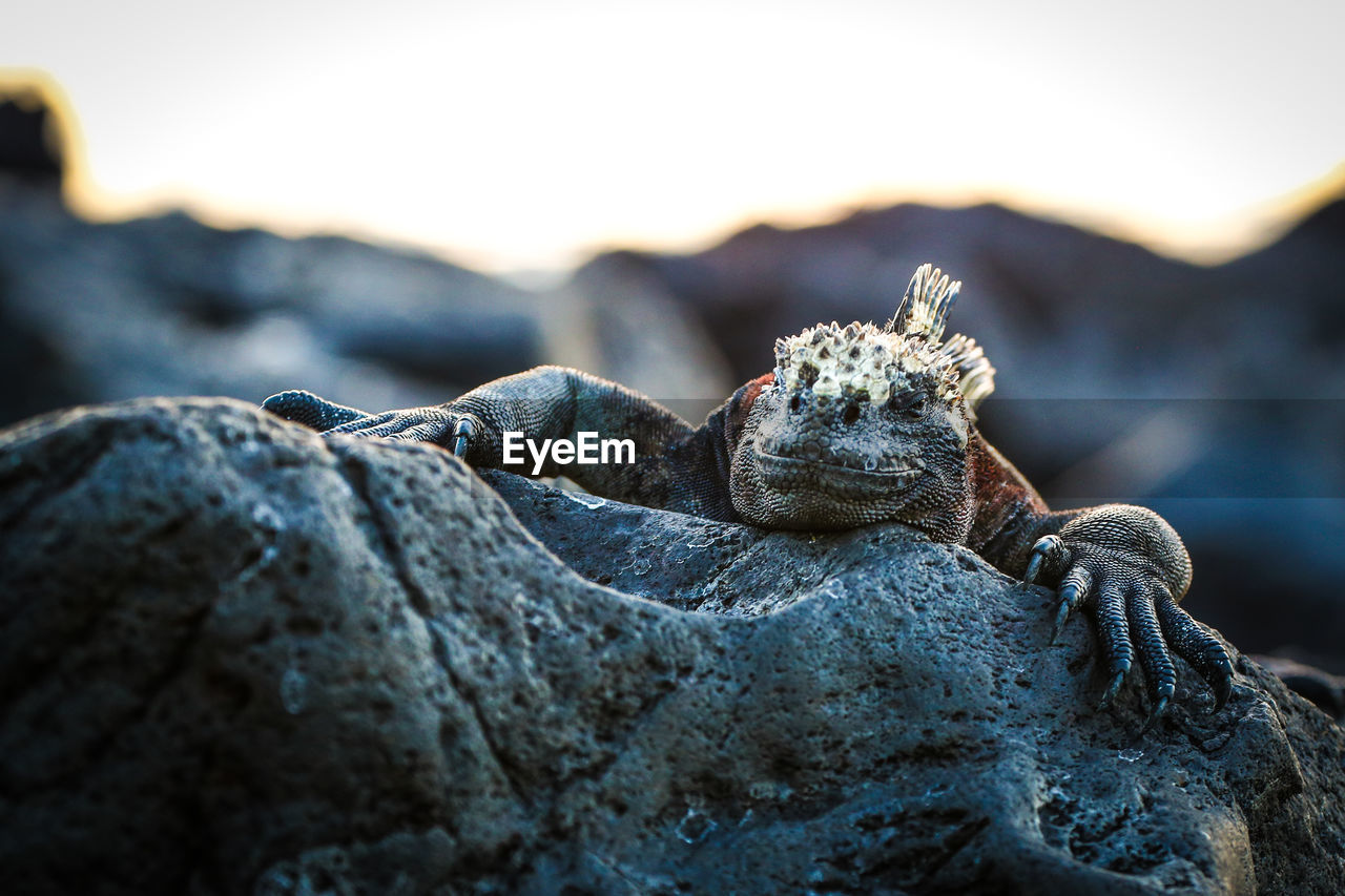 CLOSE-UP OF LIZARD ON ROCK AGAINST SEA