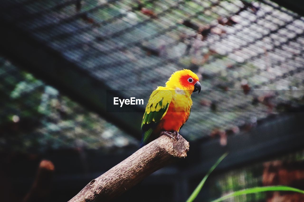 CLOSE-UP OF PARROT PERCHING ON A TREE