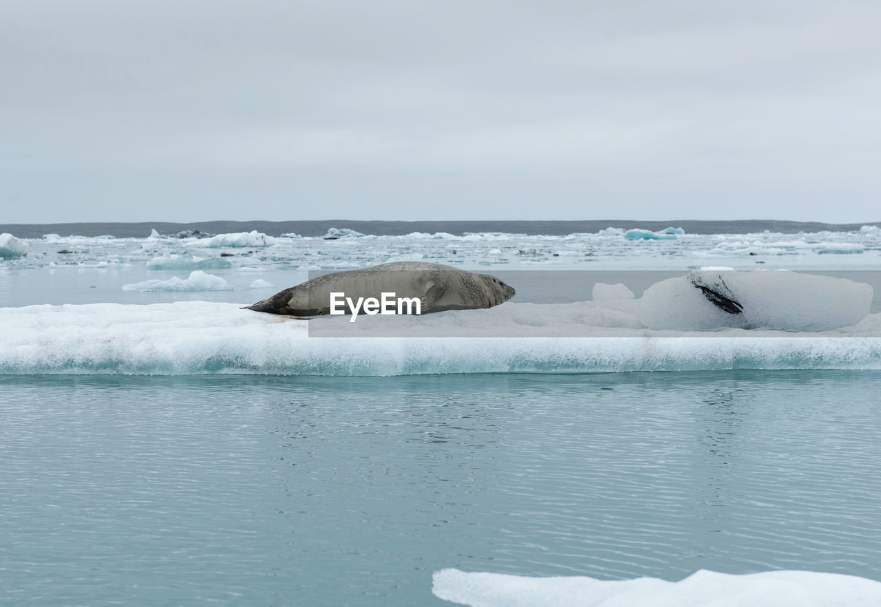 Seal relaxing on a floating iceberg in jokulsarlon glacial lagoon, iceland