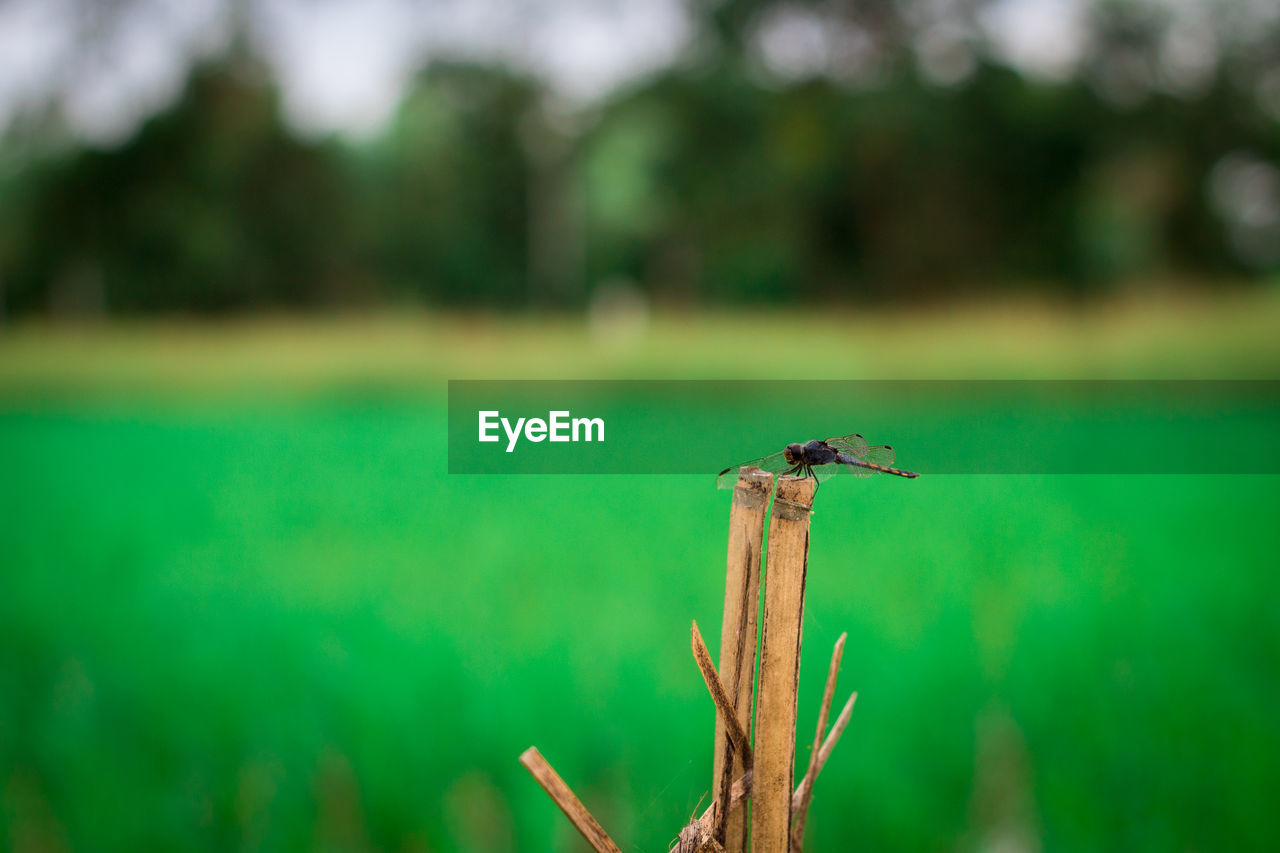 Close-up of insect perching on plant