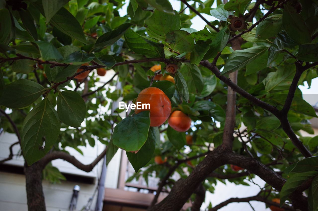 LOW ANGLE VIEW OF TREE