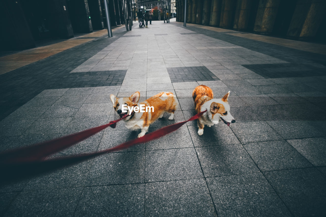 Two corgi dog walking at the street.