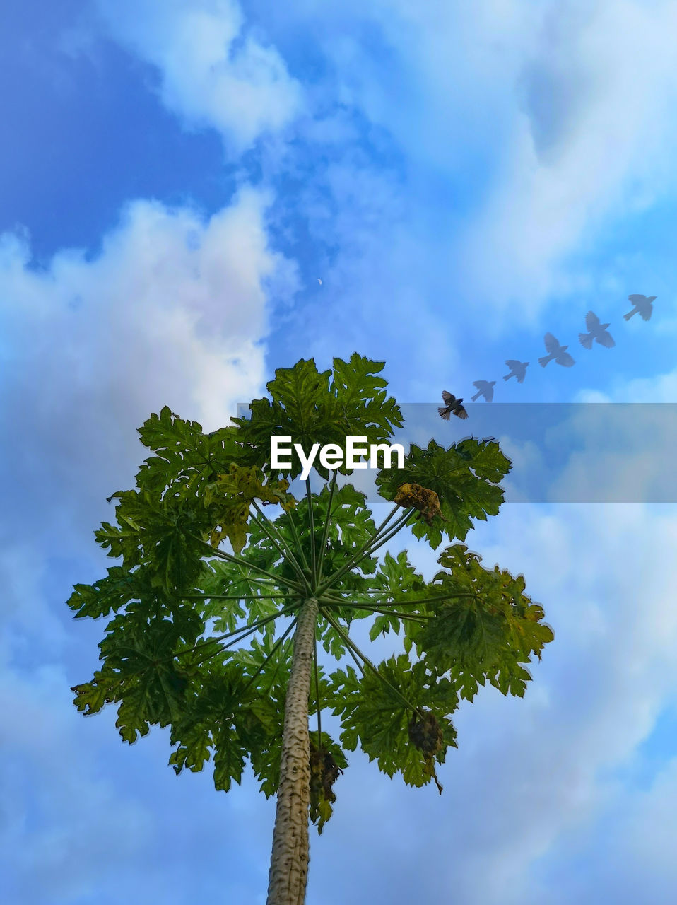 Low angle view of tree against sky