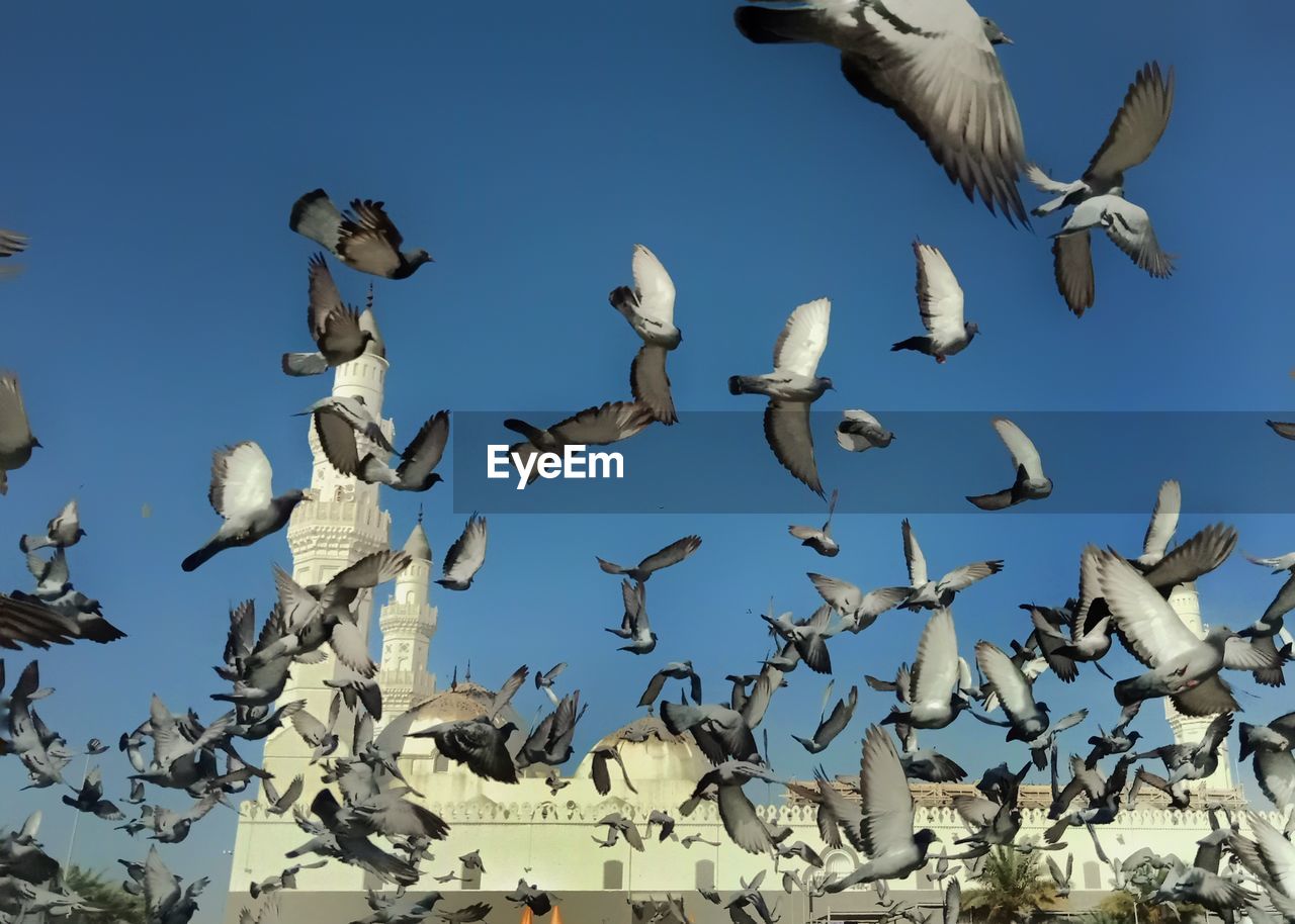 LOW ANGLE VIEW OF SEAGULLS FLYING AGAINST BLUE SKY