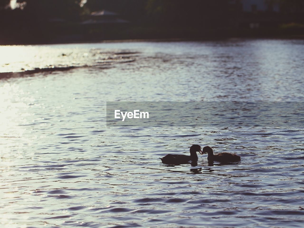 Ducks swimming in lake