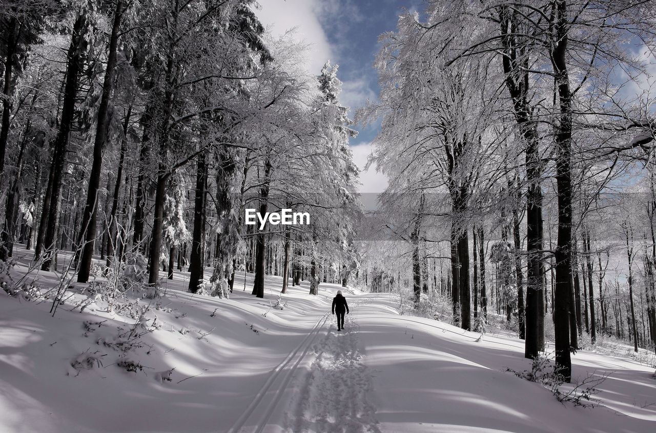 Road passing through snow covered trees