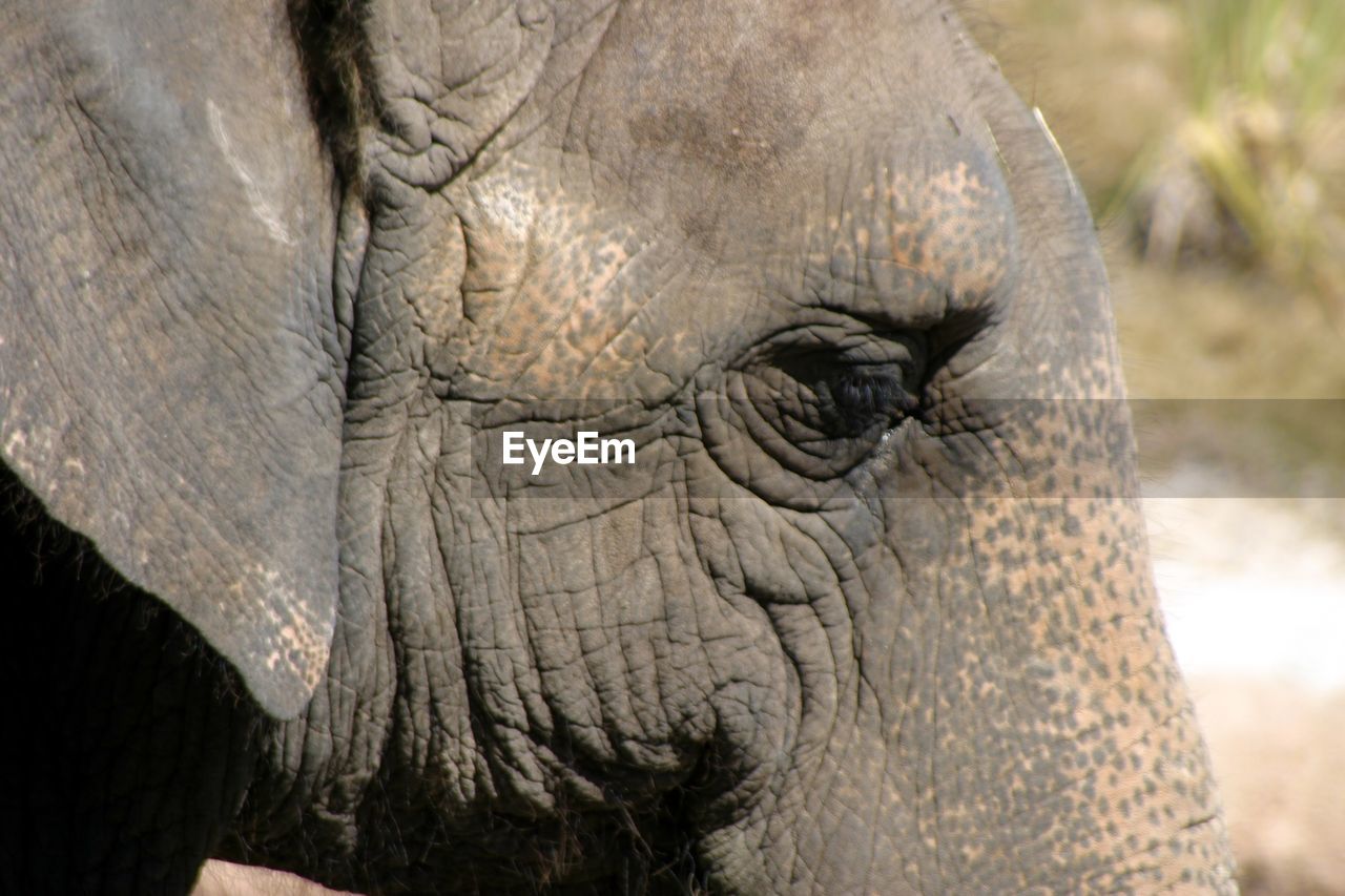 Close-up of elephant at busch gardens