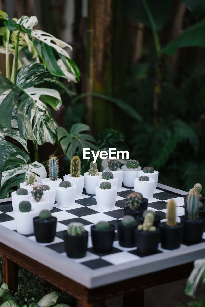 Succulent and cacti chess