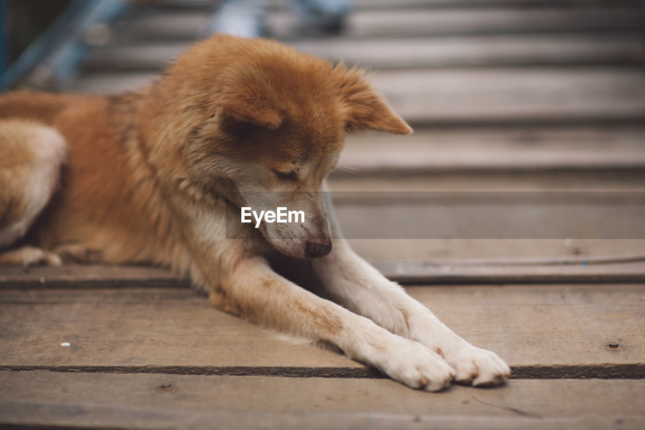 Dog sitting on boardwalk