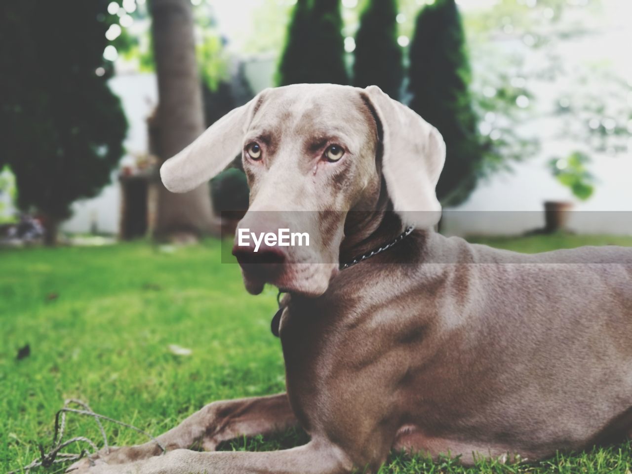 PORTRAIT OF DOG LYING ON LAND