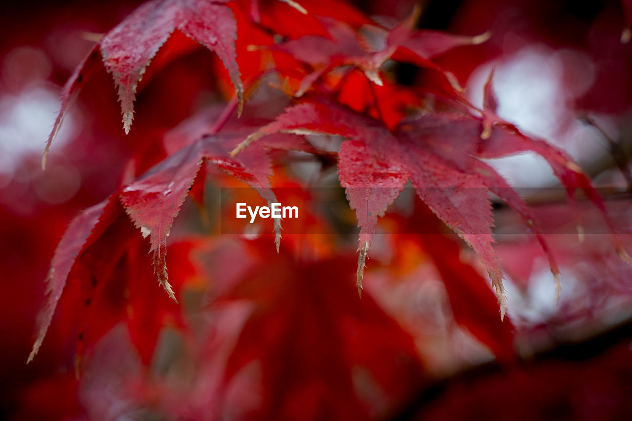 FULL FRAME SHOT OF RED LEAVES ON PLANT