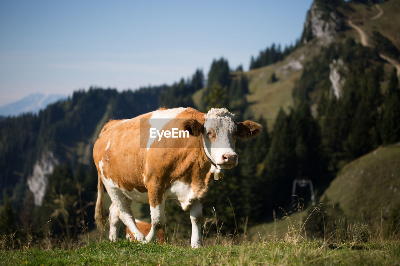 COW STANDING IN THE FIELD