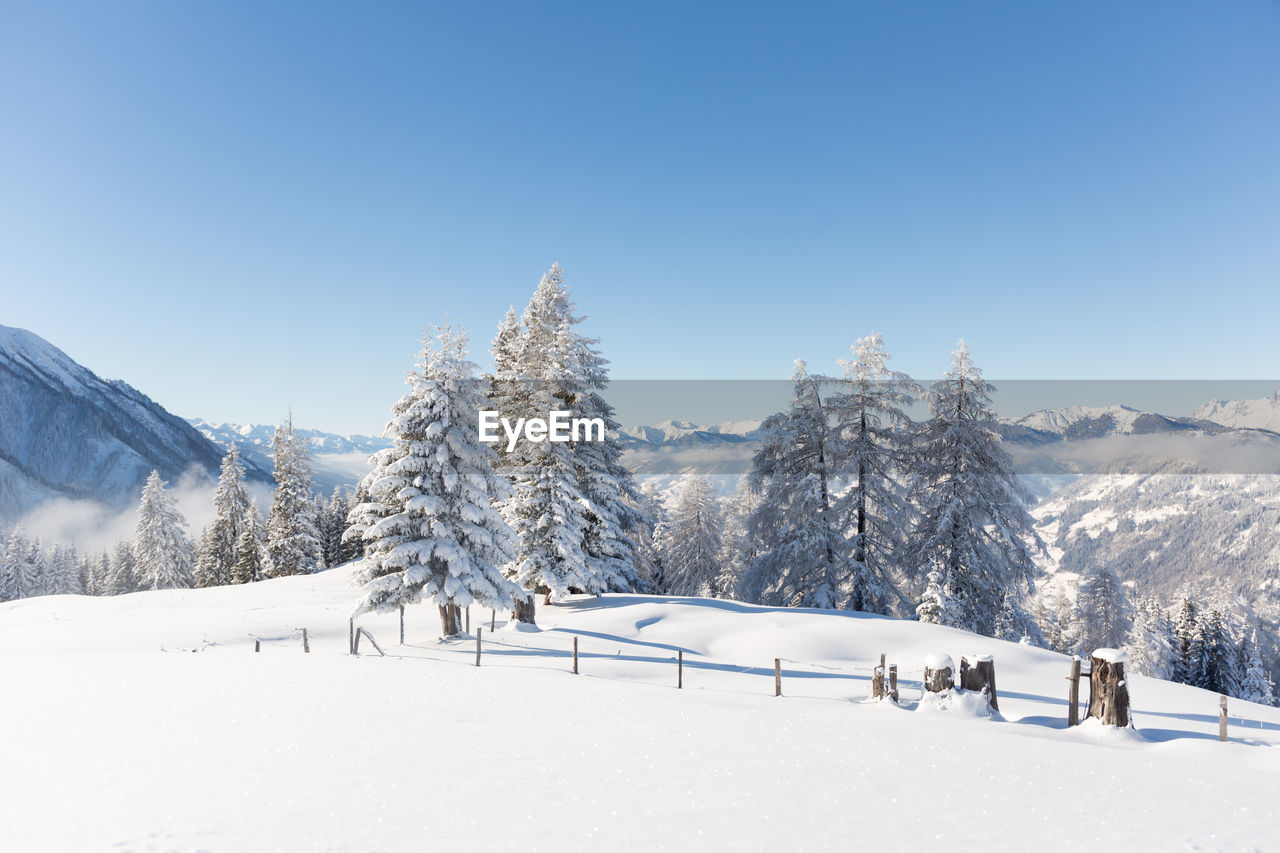 Winter nature scenery with snow covered fir trees. austrian alps