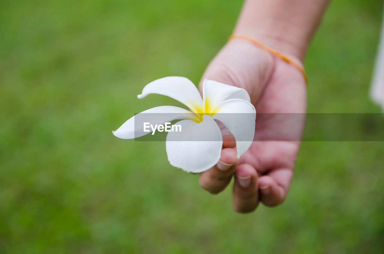 Close-up of hand holding white flower over field