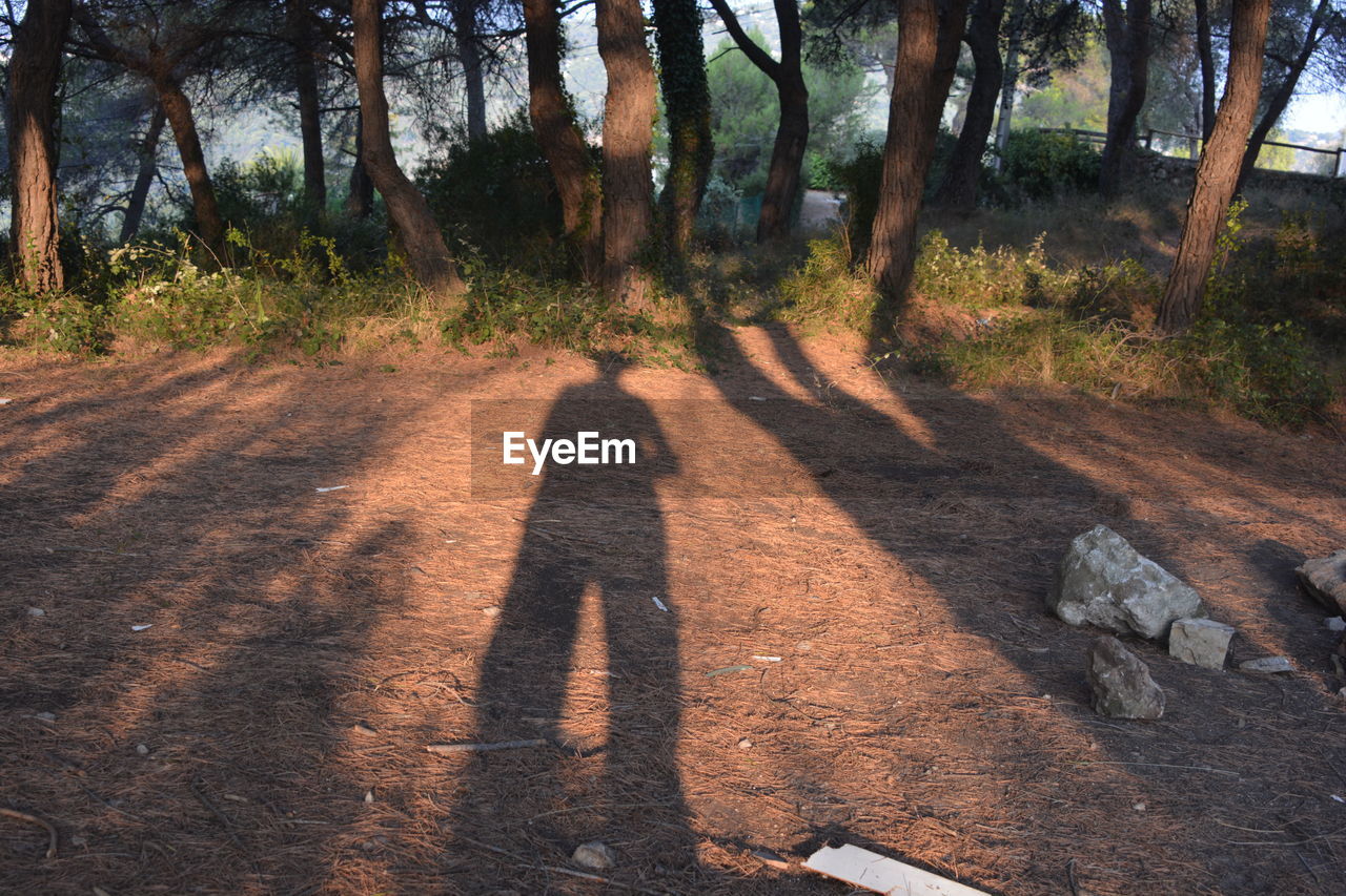 SHADOW OF TREES ON COBBLESTONE