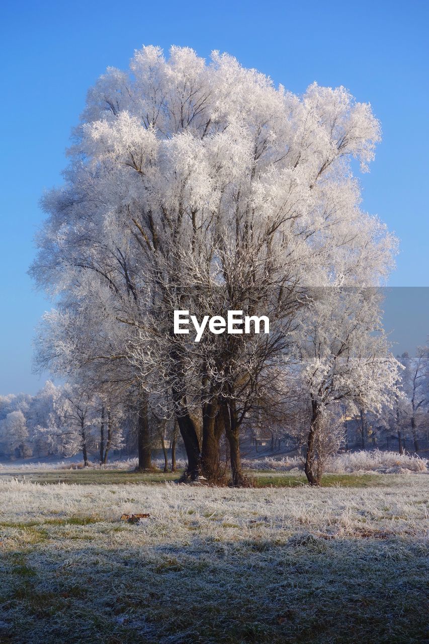 Trees on landscape against clear sky