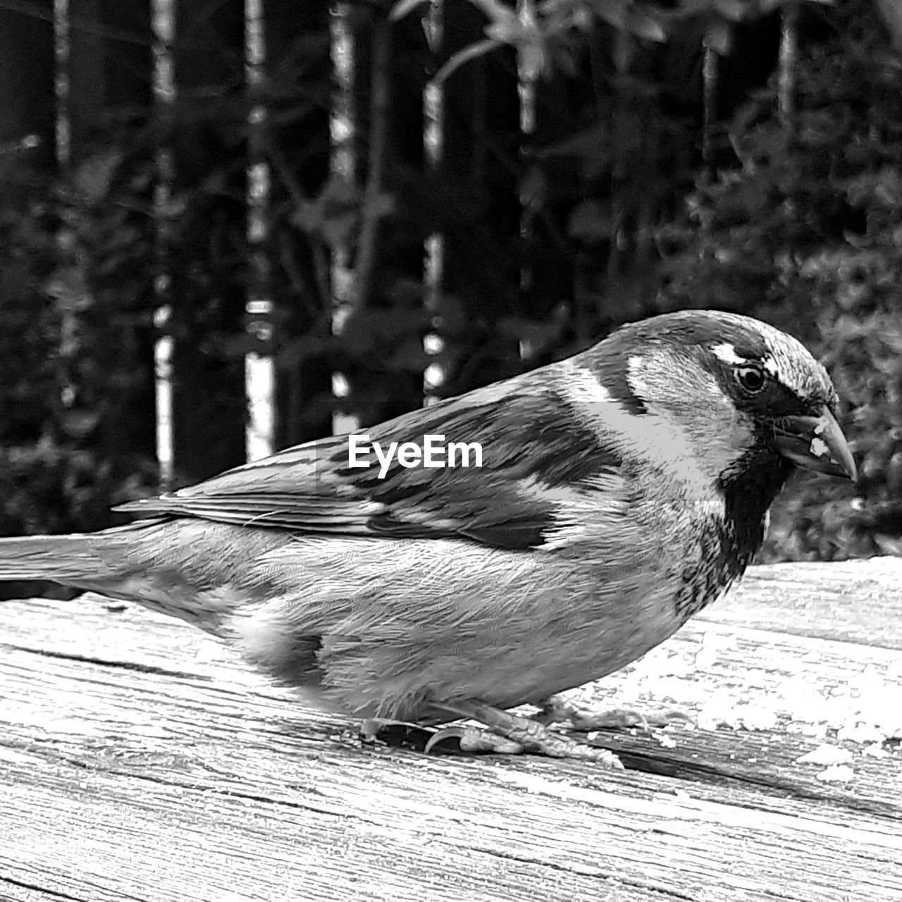 CLOSE-UP OF BIRD PERCHING ON STONE