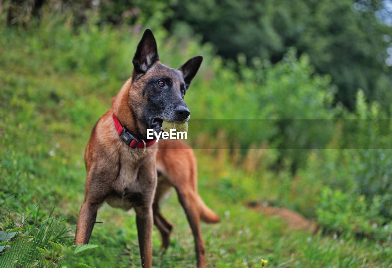 Portrait of belgian shepherd holding a tennis ball in her teeth